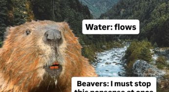 50 zabawnych zdjęć z „Animals Doing Things”, które rozjaśnią Ci dzień