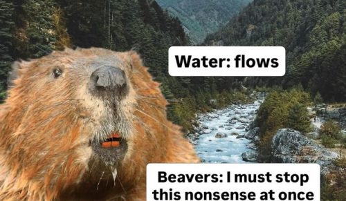 50 zabawnych zdjęć z „Animals Doing Things”, które rozjaśnią Ci dzień