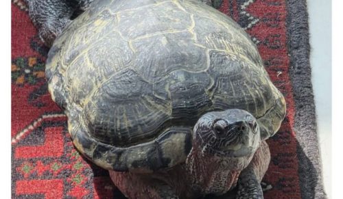 50 przypadków zwierząt, które przypadkiem rozbawiły świat