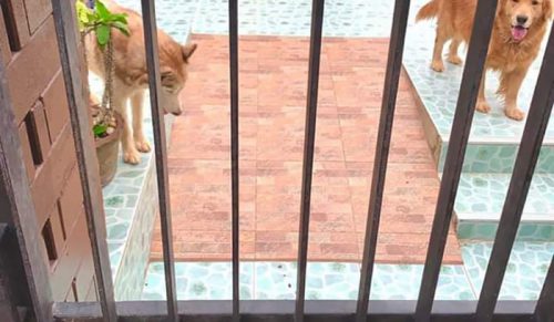 30 „groźnych” psów przy znakach „Uwaga: pies”