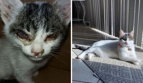 50 zdjęć kotów przed i po, które odnalazły swoje domy na zawsze