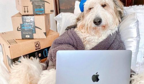59 zdjęć psów, które wyglądają na totalnie zmęczone pracą zdalną