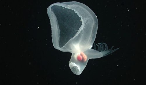 30 stworzeń z głębin przypominających kosmitów udokumentowanych przez MBARI