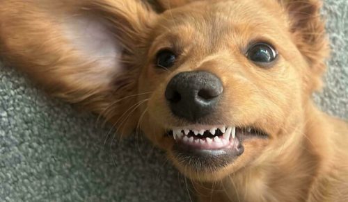 47 rozczulających psiaków, które przypomną ci, że dobre rzeczy wciąż istnieją