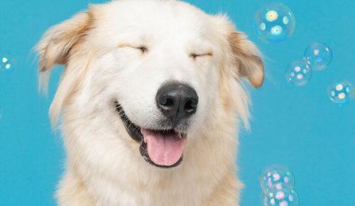 39 zabawnych zdjęć psów próbujących rozgryźć bańki