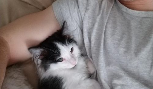 30 pobytów Airbnb z uroczymi, niespodziewanymi gośćmi