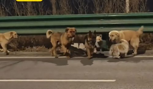 Siedem porwanych psów stało się viralem po wspólnej, bohaterskiej ucieczce i powrocie do domu