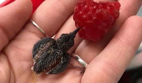 60 malutkich i uroczych zwierząt, które poprawią Ci nastrój