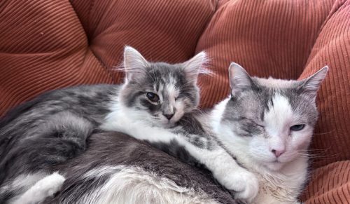 83 wzruszających zdjęć adoptowanych zwierzaków, które uczą się, co znaczy „dom”