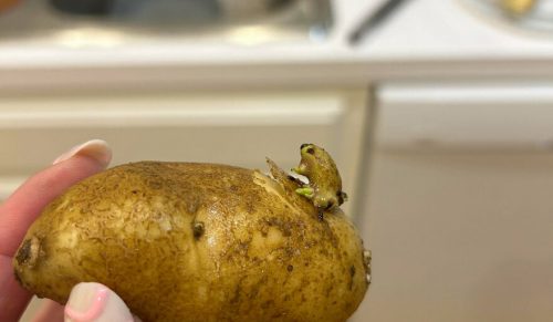 81 zdjęć dziwnych i niewyjaśnionych rzeczy, których ludzie doświadczyli