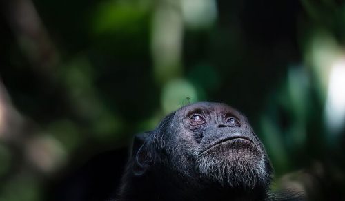 58 uderzających zdjęć dzikiej przyrody autorstwa Alexandry Surkovej o filmowym klimacie