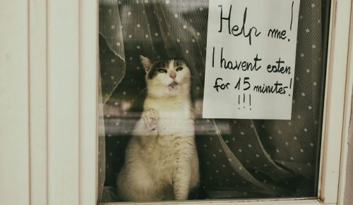 30 uroczych zdjęć dwóch kotów-idealnych modeli