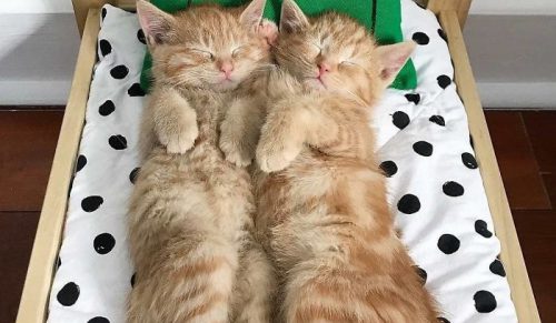 IKEA sprzedaje mini łóżeczka dla zabawek – ludzie wykorzystują je jako legowiska dla kotów