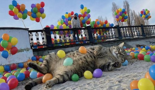 26 nowych edycji w Photoshopie: koty jako olbrzymie władcy naszej rzeczywistości