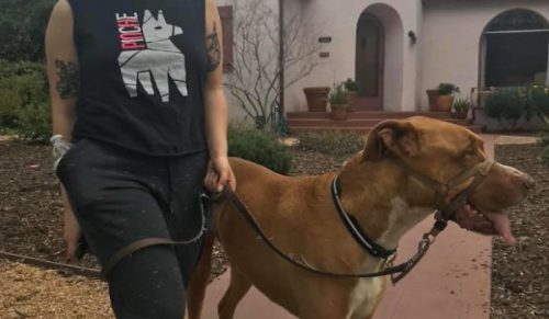 29 psów, które zaskoczyły właścicieli swoim prawdziwym pochodzeniem