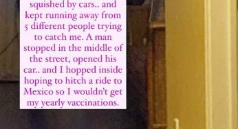 95 razy, gdy zwierzęta zostały „zawstydzone” za swoje zabawne przewinienia