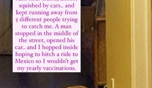 95 razy, gdy zwierzęta zostały „zawstydzone” za swoje zabawne przewinienia