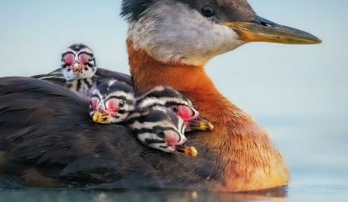 33 zachwycające zbliżenia ptaków autorstwa Matta Hurasa ukazujące ich osobliwe charaktery