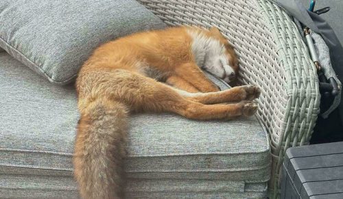 58 niespodziewanych spotkań z dzikimi zwierzętami, które zaskoczyły ludzi