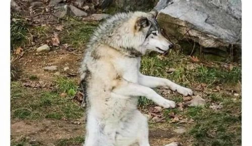 81 zabawnych memów ze zwierzętami, które chwilowo poprawią Ci nastrój