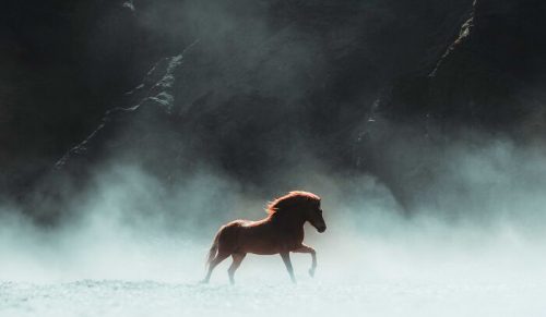 Fotograf uwiecznia dzikie i hodowlane zwierzęta Islandii w ich naturalnym pięknie