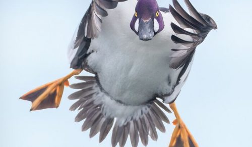 Fotograf łapie ptaki w chwilach jednocześnie zachwycających i zabawnych