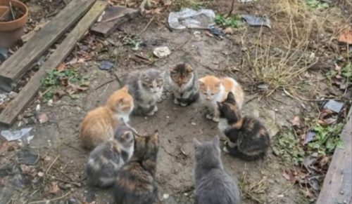 45 rozkosznych zdjęć kotów, które idealnie oddają codzienny chaos
