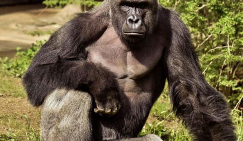 Biały Dom i internauci wspominają 10. rocznicę śmierci Harambe