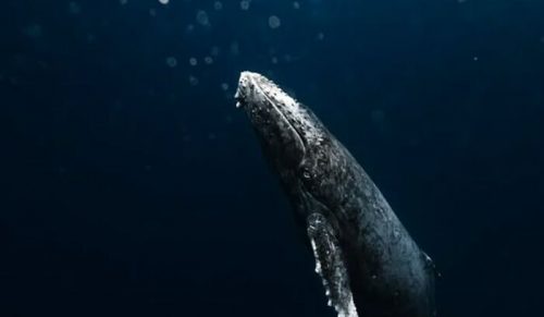 57 Oszałamiających Zdjęć z Profilu „RAW Oceanlife”, Ukazujących Dzikość Głębin