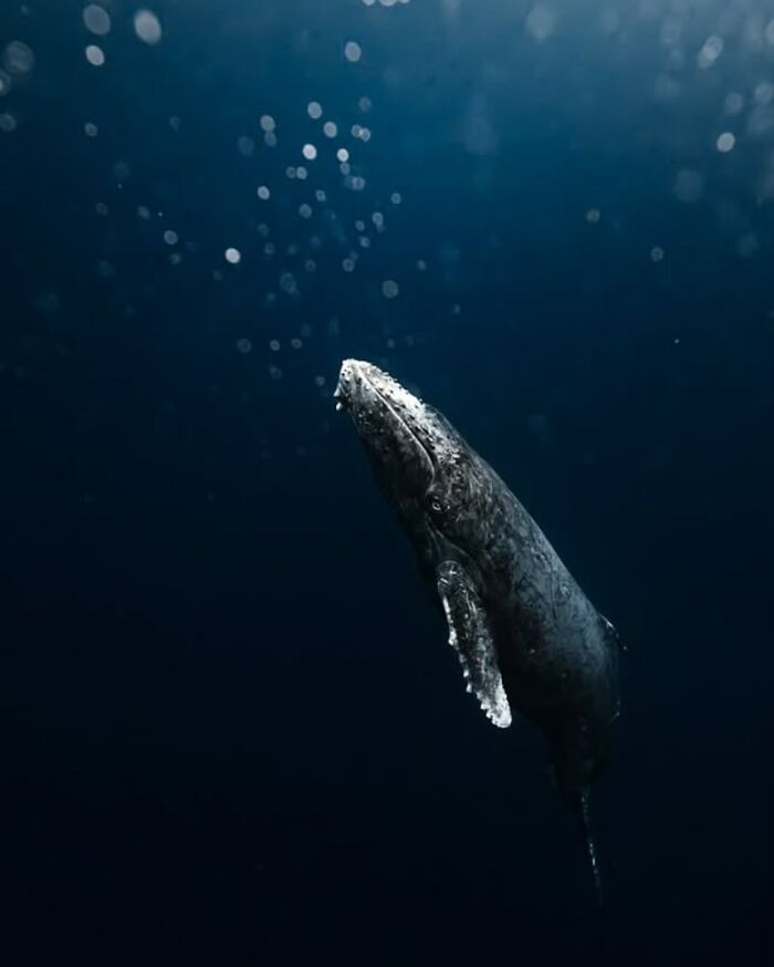 57 Oszałamiających Zdjęć z Profilu „RAW Oceanlife”, Ukazujących Dzikość Głębin