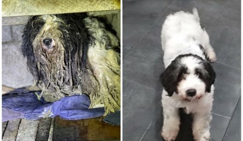 25 Niesamowitych Metamorfoz Psów z NIRA, które Udowadniają Moc Drugiej Szansy