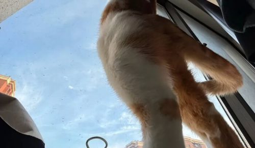 44 zabawne zdjęcia kotów, które robią, co chcą, cały czas