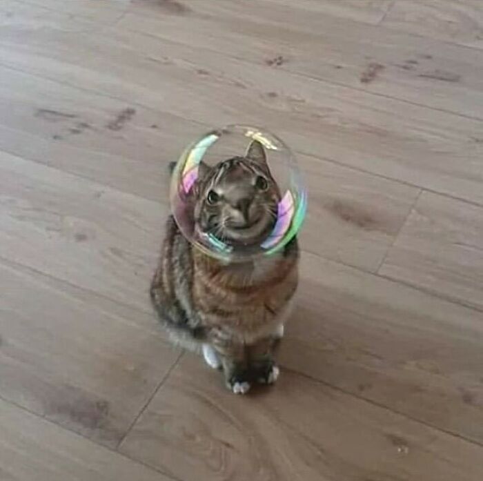 'Not My Animal': 40 Animal Pics That Just Don't Make Any Sense, As Shared On This Instagram Account