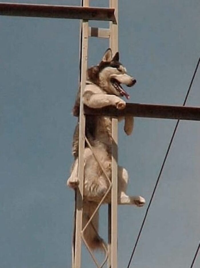 Dog Just Chillin'