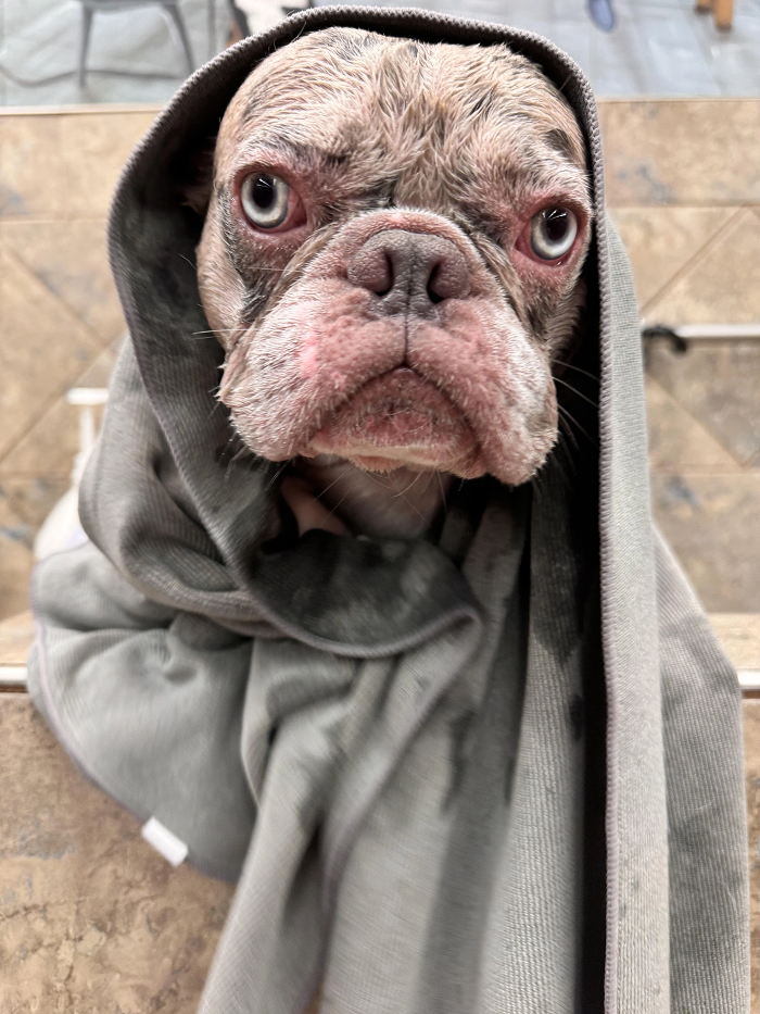 Sad face dog wrapped in towel after bath showing bath time reaction