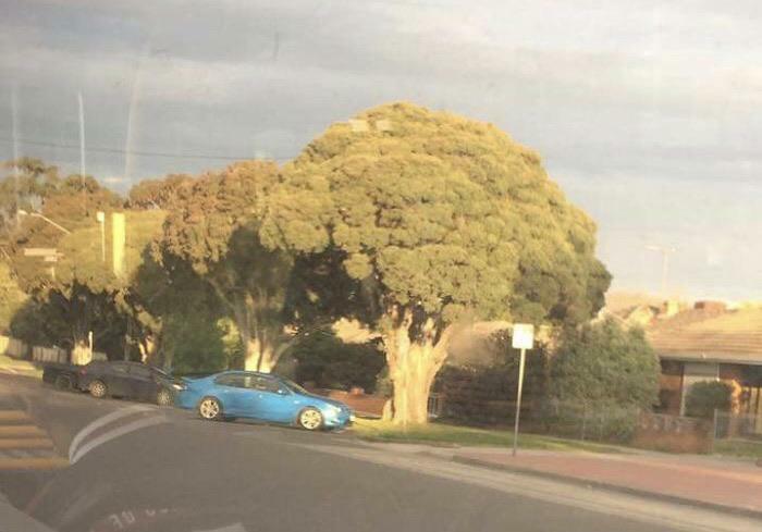 A tree shaped like a giant broccoli stands prominently in a suburban landscape. Forbidden foods.