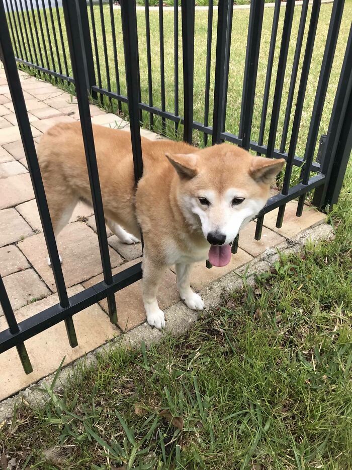 Wife Frantically Called To Tell Me Our Dog Got Stuck In The Fence And Couldn’t Breathe. Came Home To This