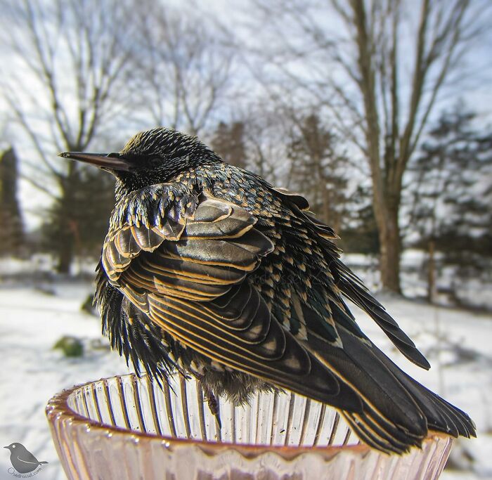 Woman Put a Camera On Bird Feeder In Her Yard, Here Is What It Has Caught (35 New Pics)