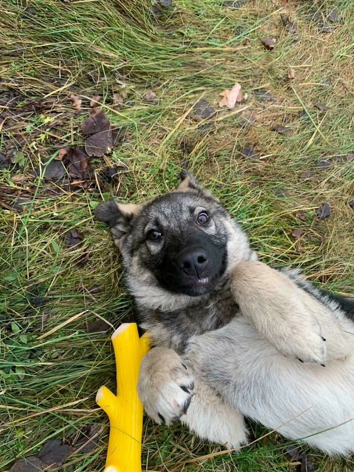 Adopted This Guy A Week Ago. Was Scared Of Everything, But Decided To Trust Me. Four Days Later, And He Is A Very Good Boy With His Very First Own Squeaky Toy ❤️