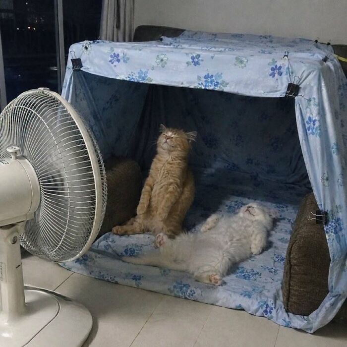 Two cats relaxing inside a makeshift tent with a fan blowing on them