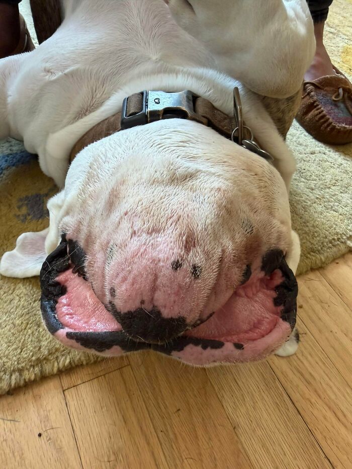 A derpy animal, a white bulldog, lies upside down on a rug, showcasing its pink nose and jowls.
