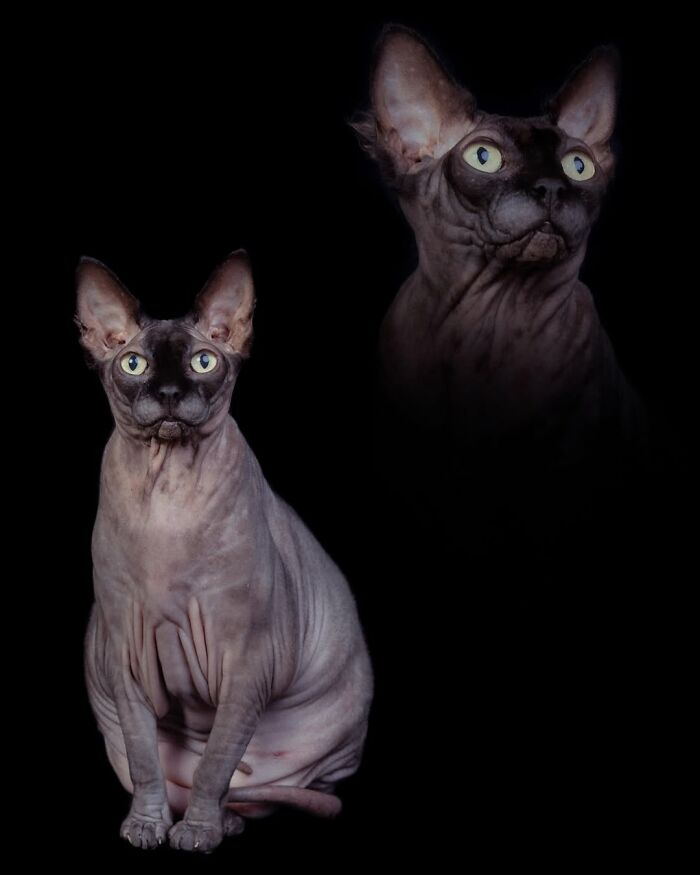 A quirky portrait of pets and their owners featuring two Sphynx cats with piercing eyes on a black background.