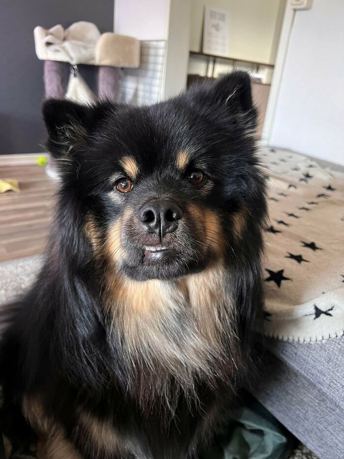 A fluffy, black and brown dog, a derpy animal, with a slight underbite staring intently.
