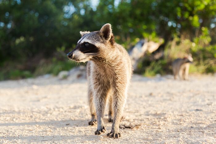 Mexican Island Raccoons Stun Researchers By Making Toys From Beach Club Trash And Sand