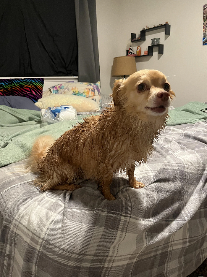 Small wet dog sitting on bed looking upset after bath