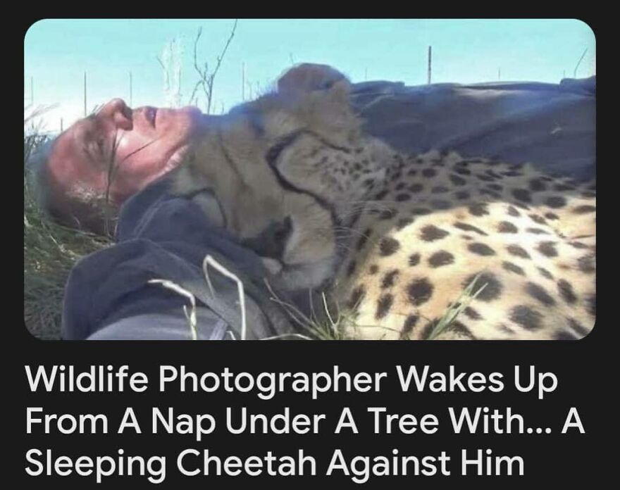 A chaotic image of a wildlife photographer waking up next to a sleeping cheetah, making it uncomfortable.