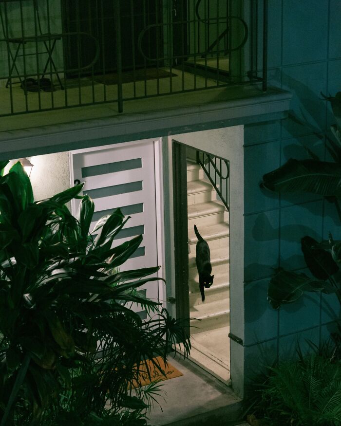 A perfectly timed street photo by Jeremy Paige shows a black cat walking down stairs in a doorway at night.