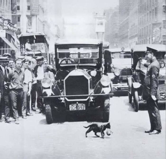 A historic 1920s vintage photo showing a police officer stopping traffic for a mother cat carrying her kitten