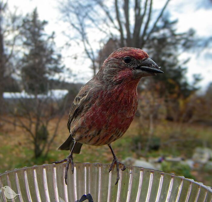 Woman Put a Camera On Bird Feeder In Her Yard, Here Is What It Has Caught (35 New Pics)