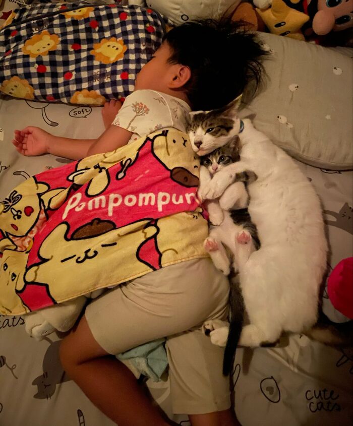 Child sleeping with two cats hugging on decorated bed
